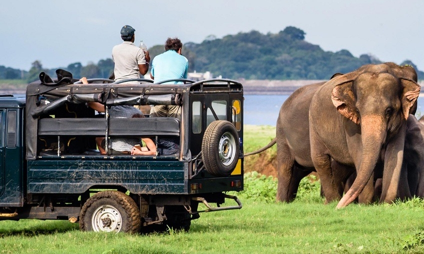 Yala Safari