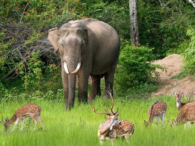 Yala National  Park (7KM)